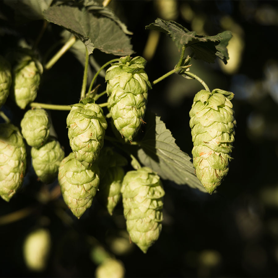 packaging for hops farm